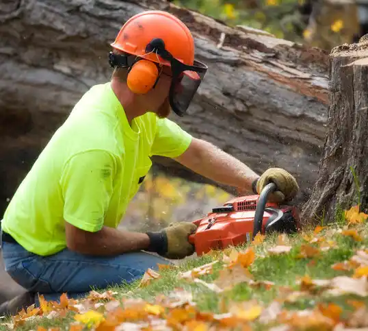 tree services Northridge